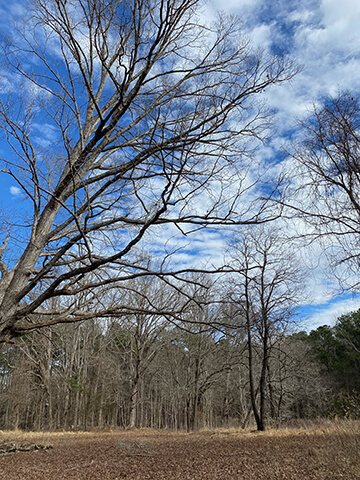 wooded lot