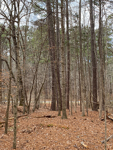 wooded lot